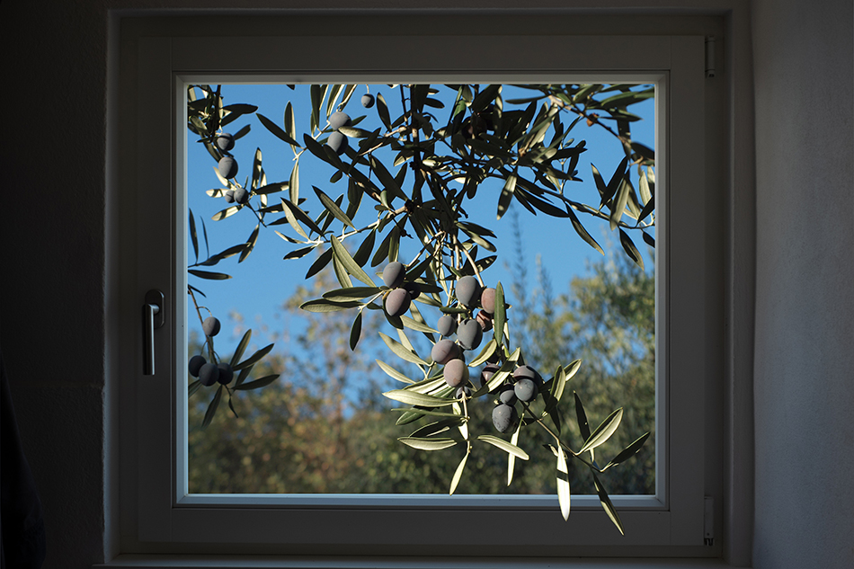 Bild eines Olivenbaumastes durch ein Fenster © Losar de la Vera/Flickr – Creative Commons Attribution-Share Alike 3.0 Unported