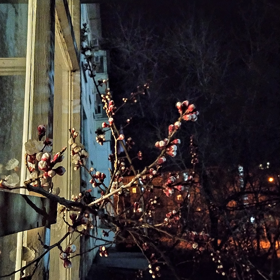 Farbfotografie eines Astes mit den ersten Knospen, vor einem hell erleuchteten Fenster aufgenommen.Color photograph of a branch with its first buds, captured in front of a brightly lit window.