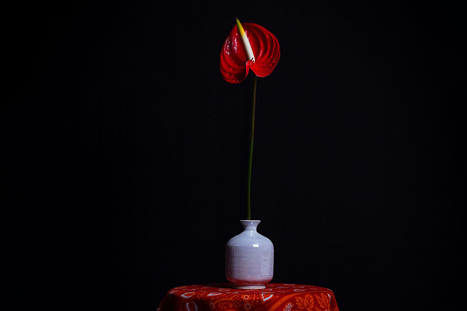 Rote Anthurie in weißer Vase auf einem Tisch mit rotem Paisley-Tuch vor schwarzem Hintergrund. Red anthurium in a white ceramic vase on a small table draped with a red paisley cloth against a black background.