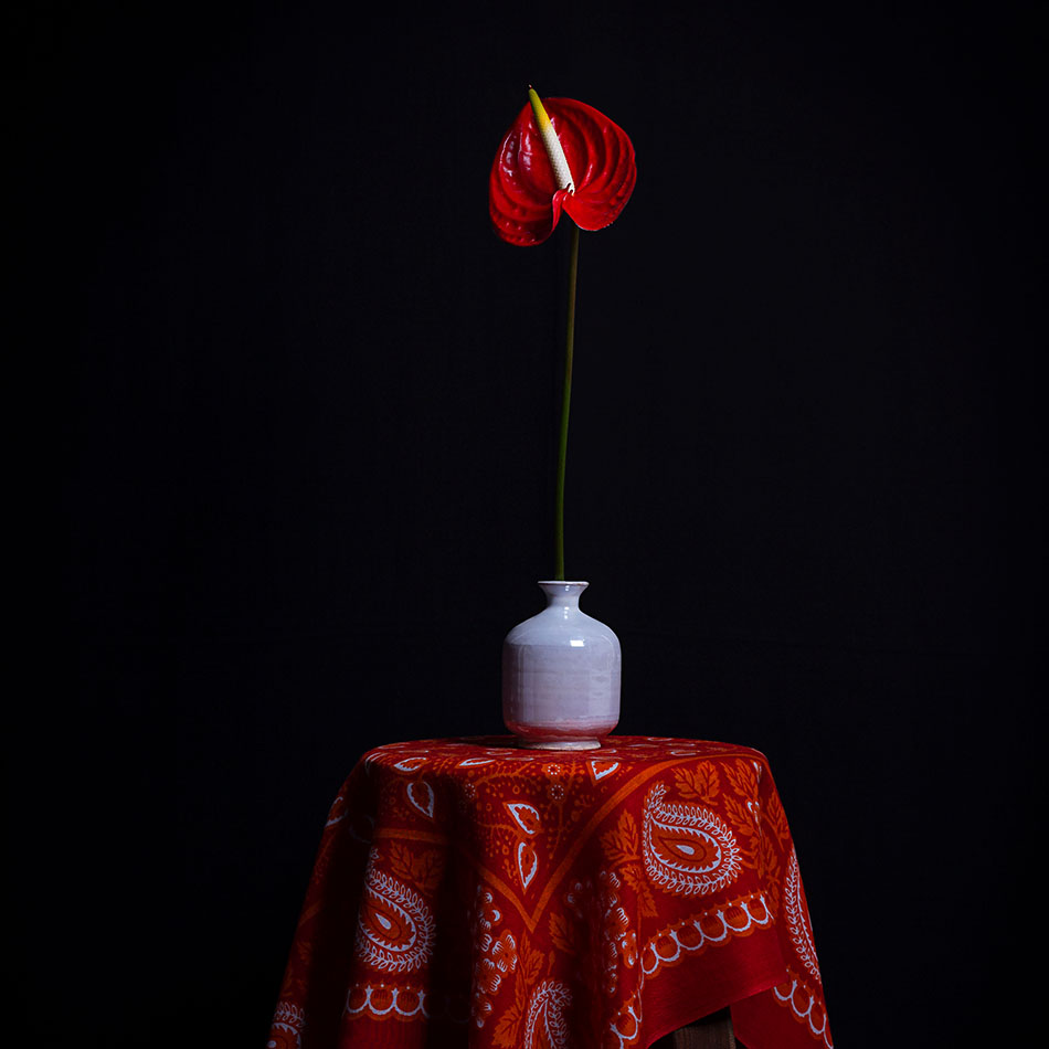 Rote Anthurie in weißer Vase auf einem Tisch mit rotem Paisley-Tuch vor schwarzem Hintergrund. Red anthurium in a white ceramic vase on a small table draped with a red paisley cloth against a black background.